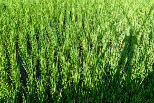 Germoglio di riso pronto a crescere nella risaia — Foto Stock
