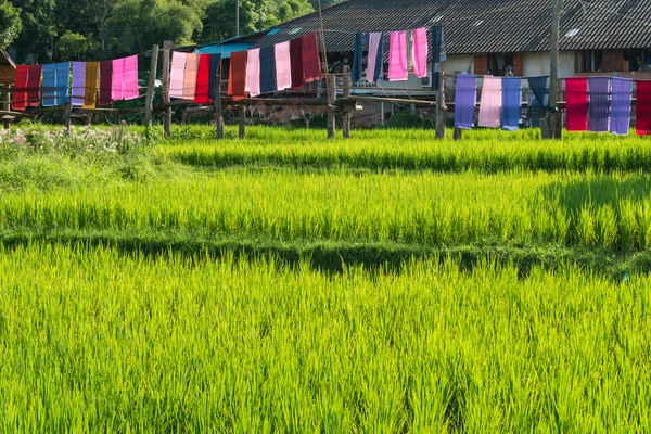 Fattoria di riso con capanna contadina, campagna della Thailandia — Foto Stock