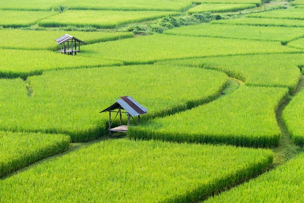 Fazenda de arroz com cabana de lavrador, zona rural da Tailândia — Fotografia de Stock