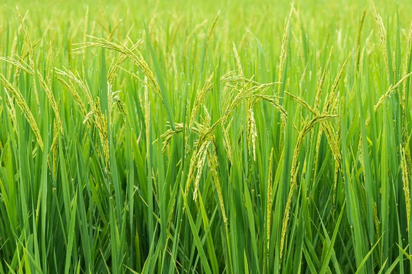 Rice sprout ready to growing in the rice field. with selective f — Stock Photo, Image