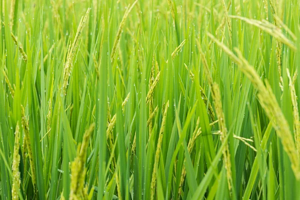 Germoglio di riso pronto a crescere nella risaia. con f selettiva — Foto Stock