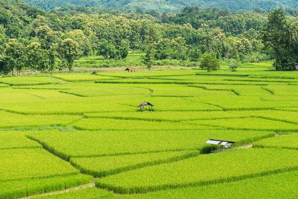 Rice farm with farmer's hut, countryside of Thailand — Stock Photo, Image