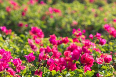 Pembe begonviller çiçek ile Bahçe ba güzel yaprakları