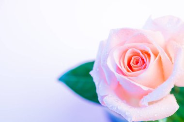 Beyaz arka plan üzerinde güzel ışık turuncu gül