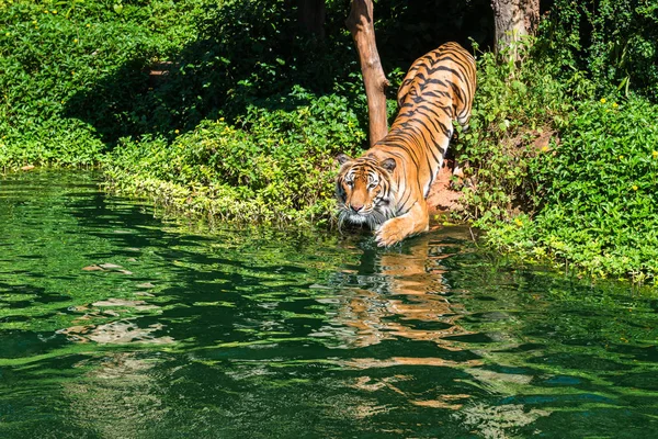Tigre siberiano en agua en el zoológico — Foto de Stock