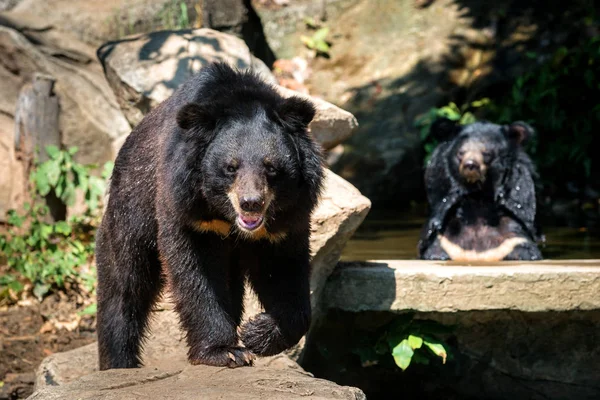 Dwa niedźwiedzie, siedzącego na skale, stoi aparat — Zdjęcie stockowe