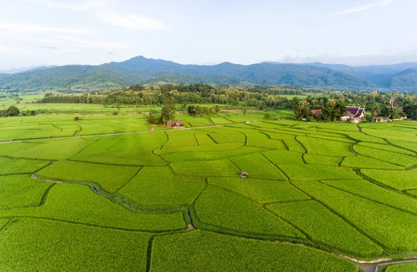 Rijst boerderij Kaart, Bird Eye View — Stockfoto