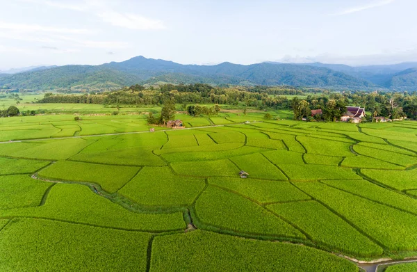 Rice farm Map, Bird Eye View — Stock Photo, Image