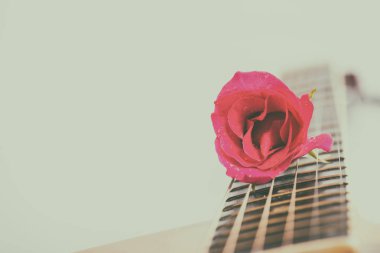 Akustik gitar ve beyaz arka plan üzerinde pembe Gül