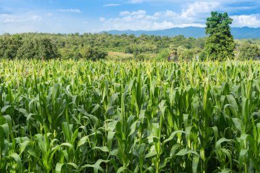 Güzel yeşil Mısır tarlasında Organik Tarım çiftliği ve yarış