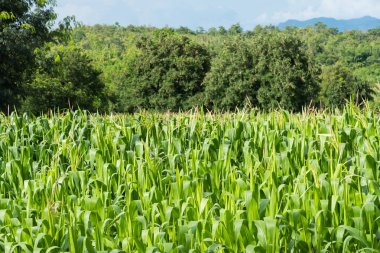 Organik Tarım çiftliği güzel yeşil mısır tarlasında