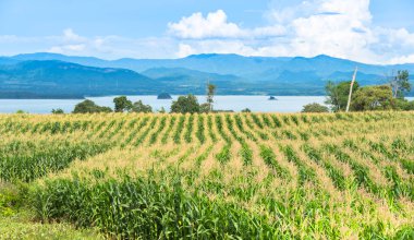 Güzel yeşil Mısır tarlasında Organik Tarım çiftliği ve yarış