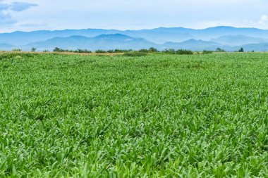 Güzel yeşil Mısır tarlasında Organik Tarım çiftliği ve yarış