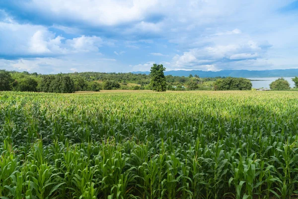 Güzel yeşil Mısır tarlasında Organik Tarım çiftliği ve yarış