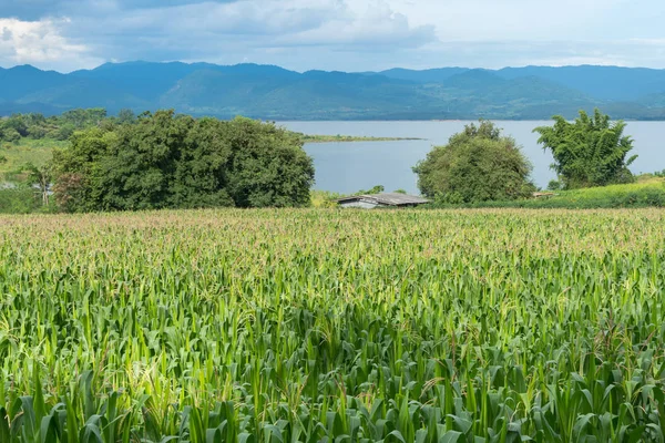 Güzel yeşil Mısır tarlasında Organik Tarım çiftliği ve yarış