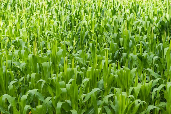 Bellissimo campo di mais verde in azienda agricola biologica — Foto Stock