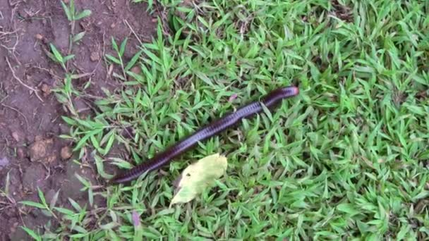 Large millipede crawling on the stalk of grass — Stock Video