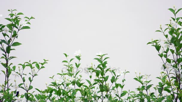 Loiseau Qui Vole Au Ralenti Sur Fond Blanc