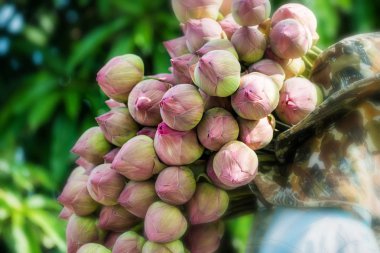 Çiftçilerin hasat lotus çiçek tomurcuk toplama