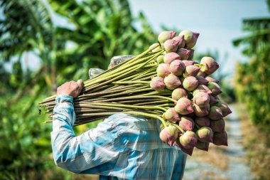 Çiftçilerin hasat lotus çiçek lotus grupta toplama bud
