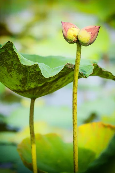 twin lotus flower bud collecting in lotus farm