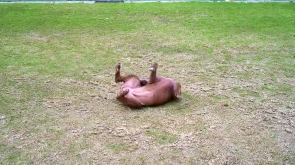 Манговий собака подряпає свербіж і котиться на підлозі ґрунту . — стокове відео