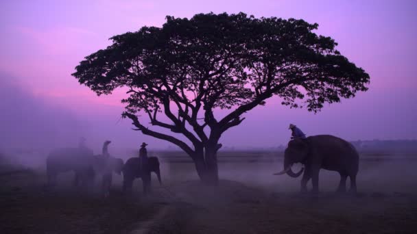 Viele Menschen Mit Dem Elefanten Einem Reisfeld Bei Sonnenaufgang Thailand — Stockvideo