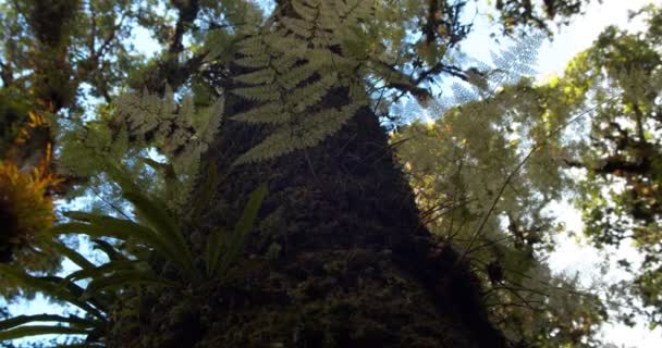 Schuss aus der Wurmperspektive. ein großer Baum aus Regenwäldern. — Stockvideo