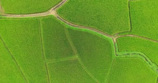 Ampliar e girar tiro. visão aérea olhos de pássaros vista tiro em um campo de arroz. Mapa da fazenda de arroz 4K DCI — Vídeo de Stock