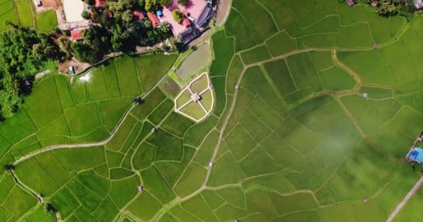 Légi kilátás madarak szeme kilátás lövés a rizsföldön. Rizs farm Térkép 4k Dci — Stock videók