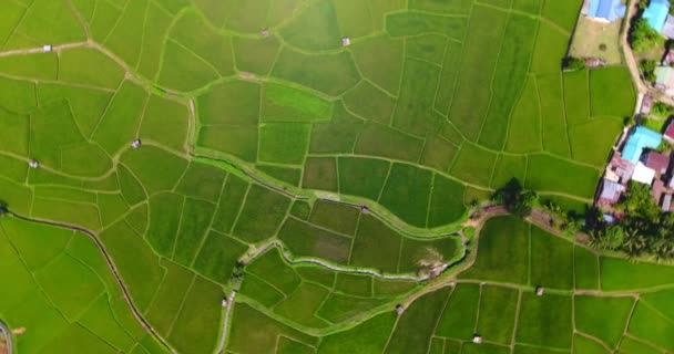 Rota el tiro. vista aérea aves ojos vista disparó en un campo de arroz. Granja de arroz Mapa 4K DCI — Vídeos de Stock