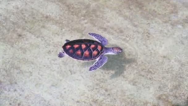 Baby Havssköldpadda Simmar Och Kommer Att Andas Vattenytan Inkubationspool Närbild — Stockvideo