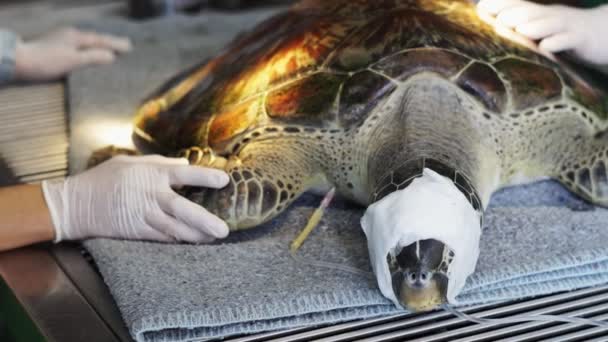 Närbild Skott Volontärer Behandlar Skador Havssköldpaddor — Stockvideo