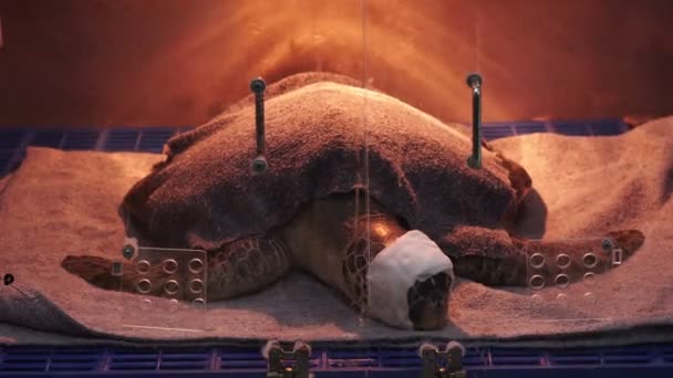 Leuchtkasten Für Tiere Die Verwendet Werden Die Temperatur Der Meeresschildkröten — Stockvideo