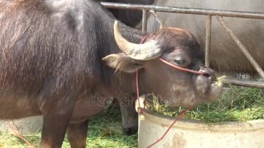 Buffalo overbite grupta çim yeme.