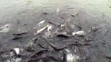 Çizgili yayın balığı besleme havuzda yiyecek.