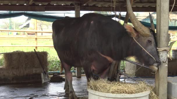 Large water buffalo grazing straw in the farm. — Stock Video