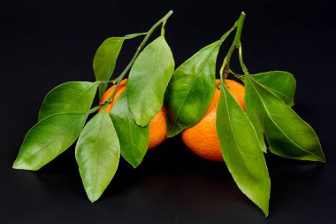 İki olgun portakal suyu mandalinası ve siyah arka planda yaprakları var.