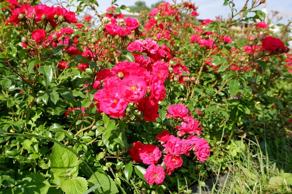 Several fresh pink blooming roses close up view — Stock Photo, Image