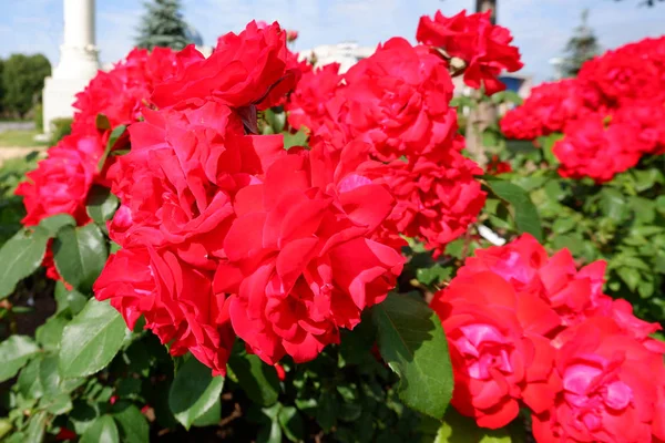 Several fresh red blooming roses close up view — Stock Photo, Image