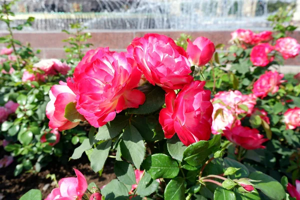 Several fresh pink blooming roses close up view — Stock Photo, Image