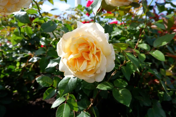 Single yellow rose on closeup view — Stock Photo, Image