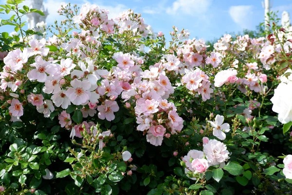 Rose bloemen van roos heup close-up uitzicht — Stockfoto