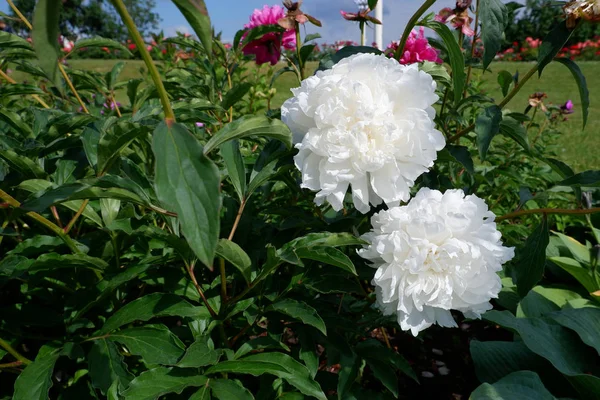 Two fresh white flowering peonies on a bush — Stock Photo, Image