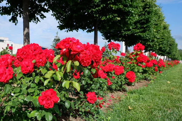 Several fresh red blooming roses close up view — Stock Photo, Image