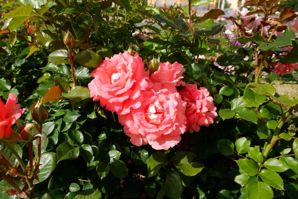 Several fresh beautiful pink roses on a rose bush closeup view — Stock Photo, Image