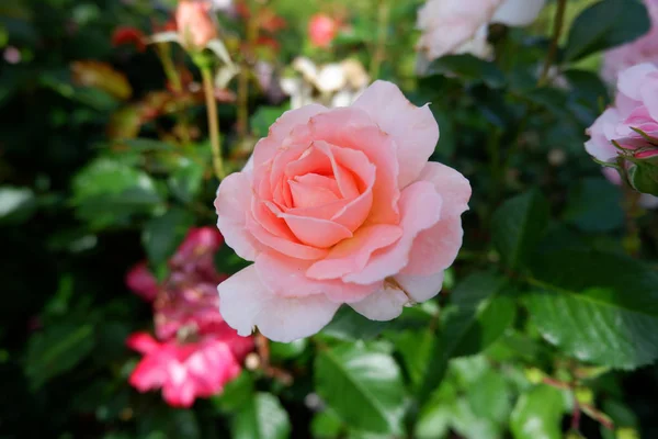 Single fresh light pink rose on a rose bush close up view