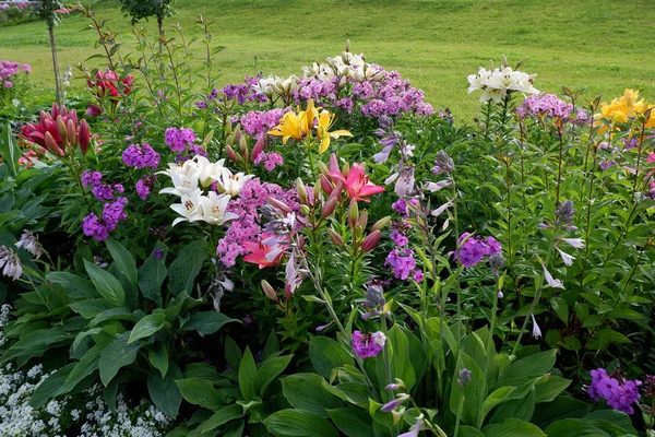 Group of gorgeous multi-colored lilies and phloxes on green lawn background — Stock Photo, Image