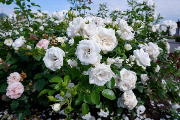 Bunch of fresh white roses on a rose bush close up view — Stock Photo, Image
