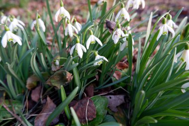 Nazik beyaz kar damlaları baharın başlarında bahçede çiçek açıyor ve çiçek üzerindeki örümcek. Doğanın uyanışı, yeni hayat, canlanma, rönesans, yenilenme konsepti. Yüzeysel alan derinliği resmi kapat.